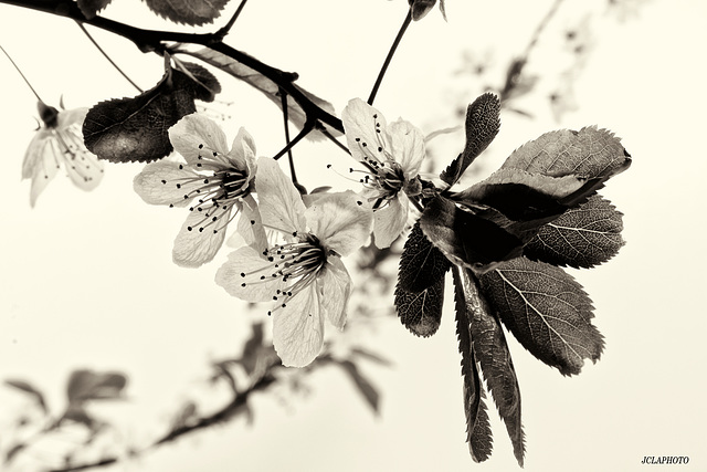 Fleur de mirabellier