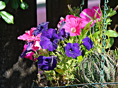Petunias In A Hanging Basket,