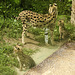 20210729 2171CPw [D~OS] Serval (Leptailurus serval), Zoo Osnabrück