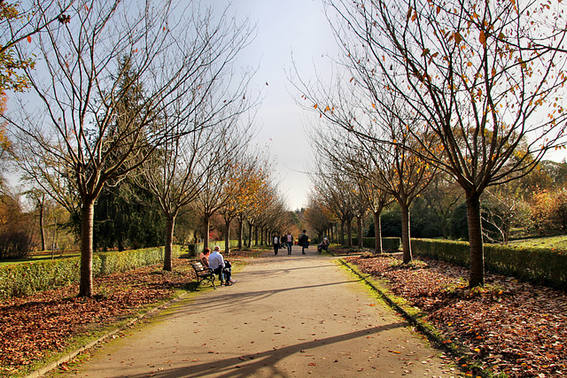 Stoffregen-Allee im Rombergpark (Dortmund-Brünninghausen) / 8.11.2020