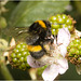 IMG 0120 Bumblebee