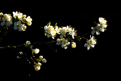 Mirabelle in Blüte