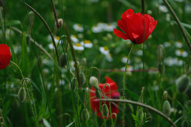 Mohn