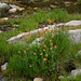 Bulgaria, Orange Wild Flowers at a Stream in the "Rila Lakes" Circus