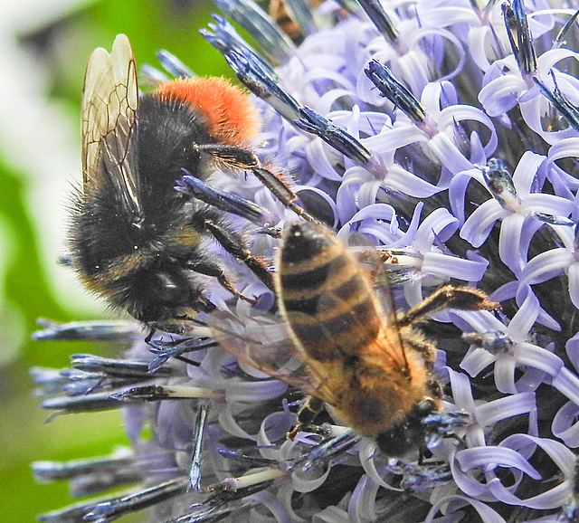 20230719 2655CPw [D~LIP] Kugeldistel, Steinhummel (Bombus lapidarius), Honigbiene, Bad Salzuflen
