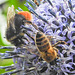 20230719 2655CPw [D~LIP] Kugeldistel, Steinhummel (Bombus lapidarius), Honigbiene, Bad Salzuflen