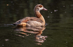 Egyptian goose