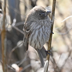 house finch-DSC 2655