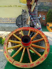 Cat and wheel