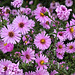 Herbst-Astern im Garten