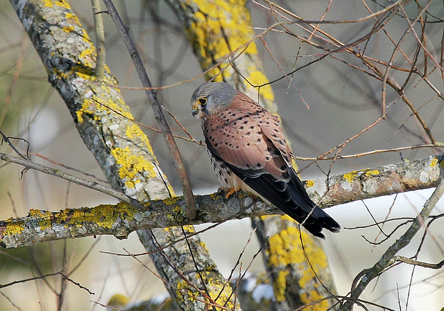 Rüttelfalke