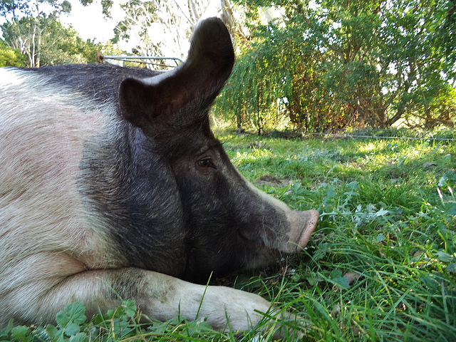 Viviande up close and personal