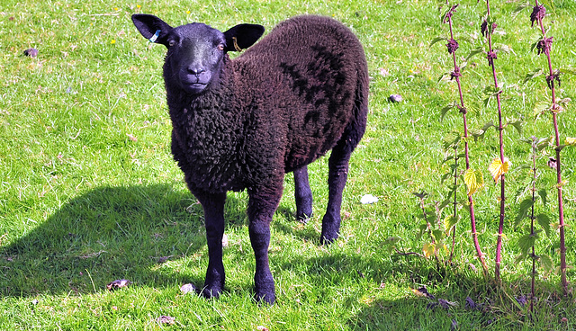 Black sheep. Black sheep.