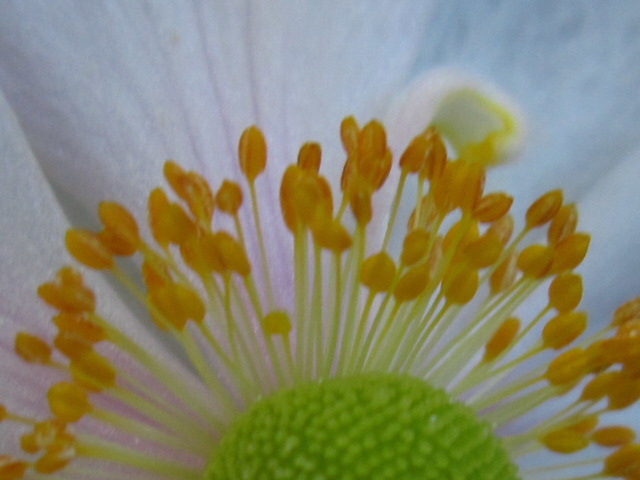 Macro of the anemone