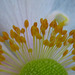 Macro of the anemone