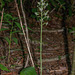 Platanthera orbiculata (Round Leaved orchid or Pad Leaf orchid)