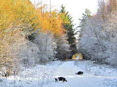 A touch of Winter in Wykeham Forest