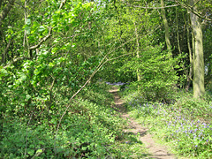 Bluebells in New Park Wood in early June 2008