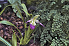 Pink, White and Green Lady's Slipper – Orchid House, Princess of Wales Conservatory, Kew Gardens, Richmond upon Thames, London, England