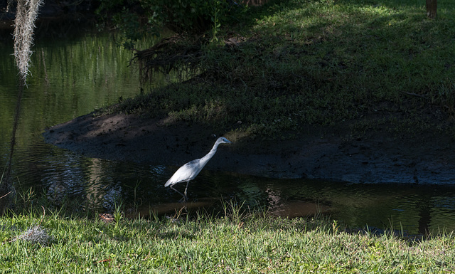 Jacksonville - River Oaks Park heron (#0120)