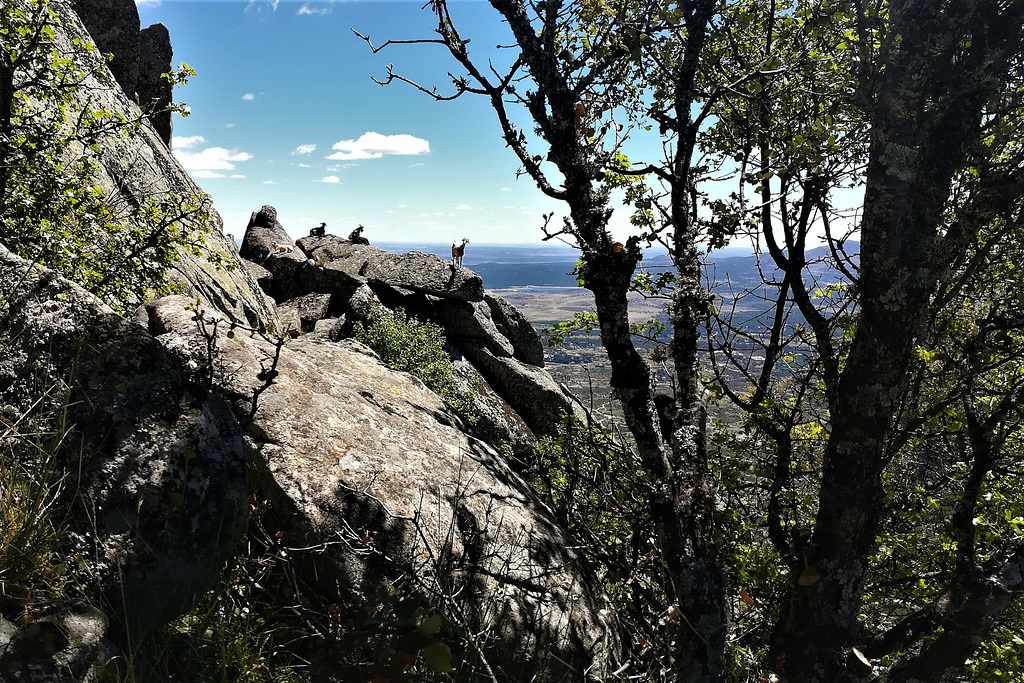 Mountain goats / ibex.