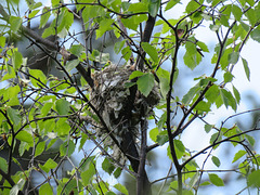 Yellow Warbler nest