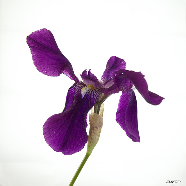 Iris