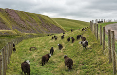 HFF- “Baa-ram-ewe” from the Lake District