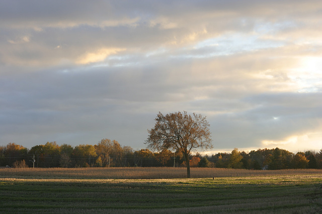 47/50 l'orme de M. Charbonneau, Mr. Charbonneau's elm tree