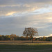 47/50 l'orme de M. Charbonneau, Mr. Charbonneau's elm tree