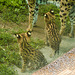 20210729 2172CPw [D~OS] Serval (Leptailurus serval), Zoo Osnabrück