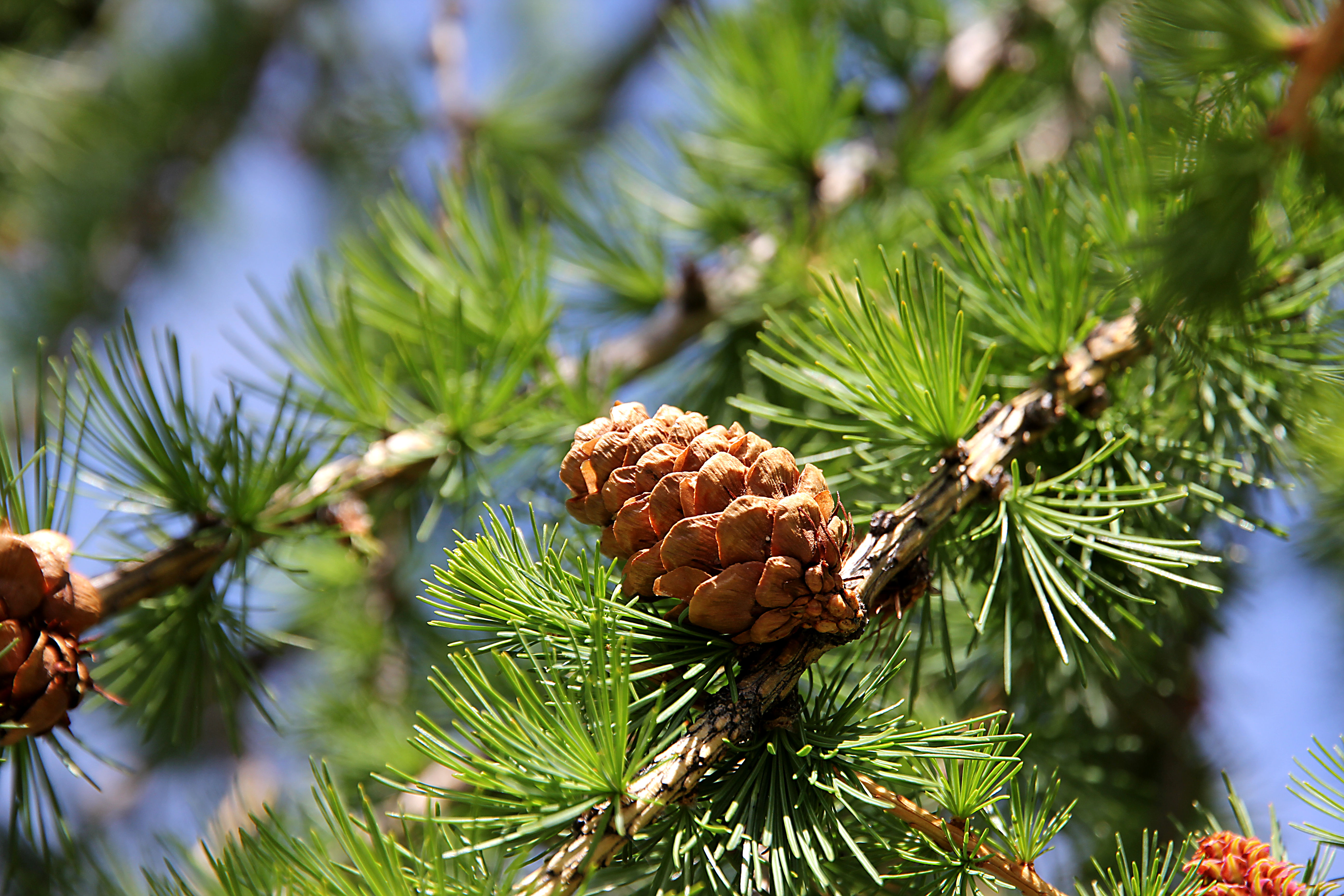 Lärchenzapfen - Larch cone - Cône de mélèze