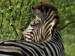 zebre afrique sud