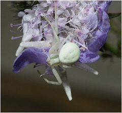 IMG 0128 Crab Spider