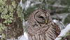 owl in a tree 2IMG 7647