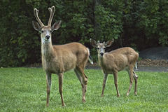 Deer in Lithia Park in Ashland