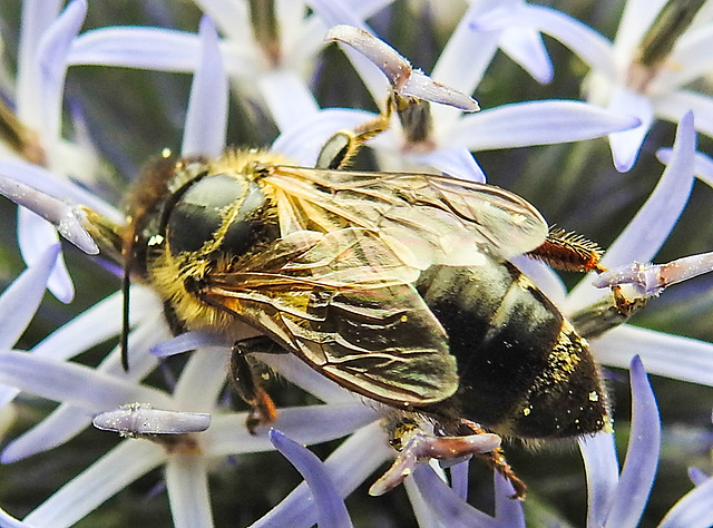 20230719 2658CPw [D~LIP] Kugeldistel, Sandbiene (Andrena nitida), Bad Salzuflen