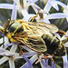 20230719 2658CPw [D~LIP] Kugeldistel, Sandbiene (Andrena nitida), Bad Salzuflen