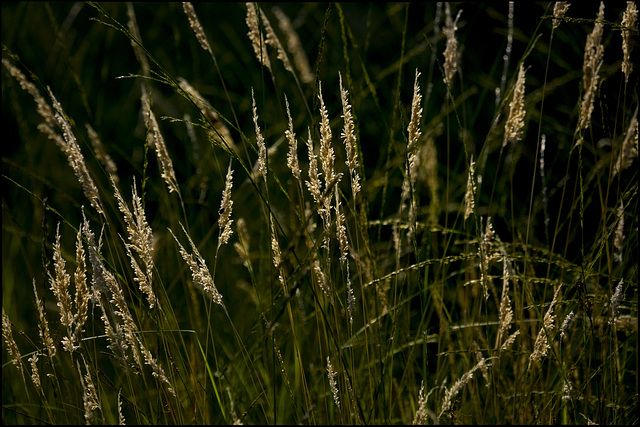 L'ombra dins la llum