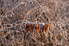 Sunshine on frosted leaves