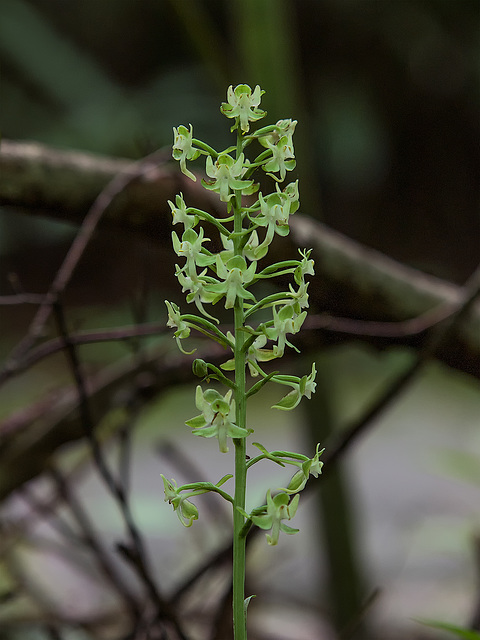 Platanthera orbiculata (Round Leaved orchid or Pad Leaf orchid)