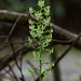 Platanthera orbiculata (Round Leaved orchid or Pad Leaf orchid)