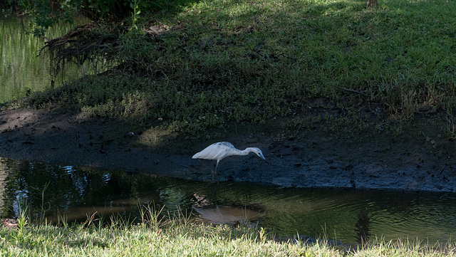 Jacksonville - River Oaks Park heron (#0121)