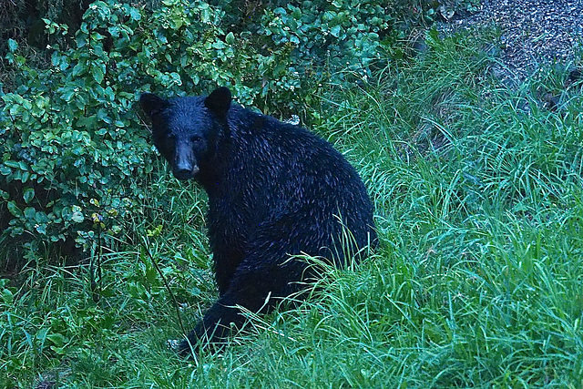 In our garden.