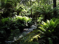 Rainforest creek 3