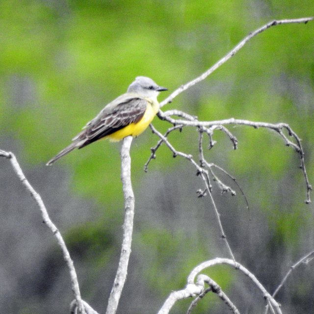 Day 5, Couch's Kingbird?