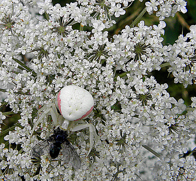 Acracanthostoma    (Krabspin)