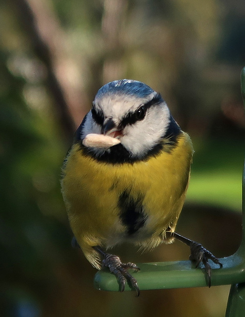 Blue-tit