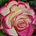 Pink rose at Rose Show