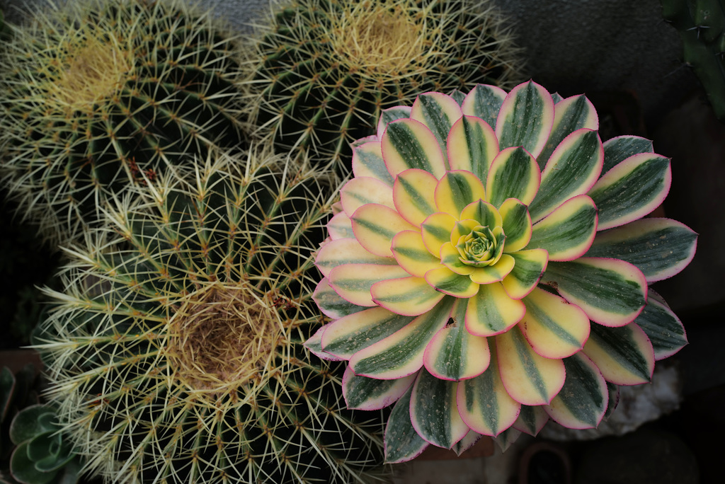 Aeonium davidbramwellii Sunburst on Echinocactus grusonii